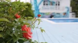 Алиса, привет! - Россия, Краснодарский край, с. Шепси, ул. Железнодорожная, д. 1А/6